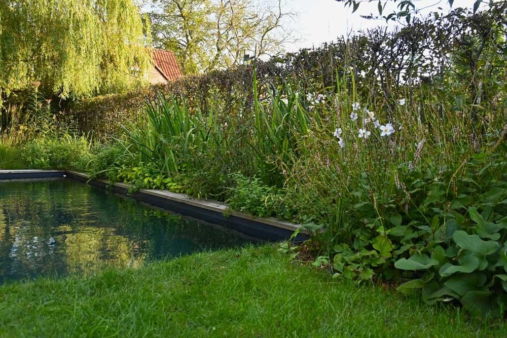 Detail eines Naturpools mit üppiger Bepflanzung am Beckenrand