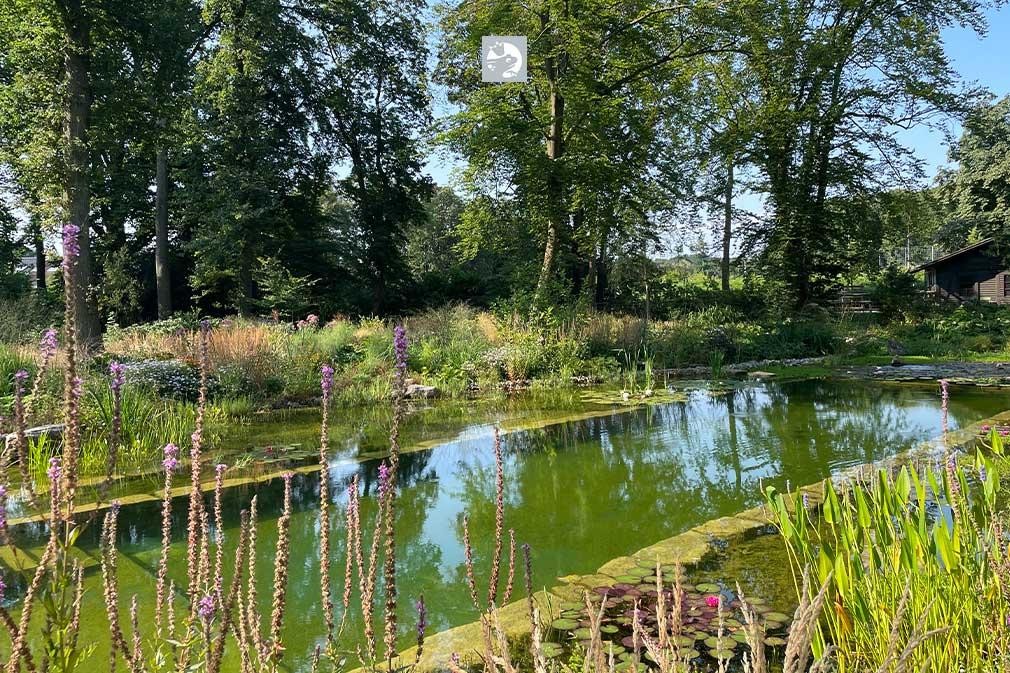 Naturnaher Biotop Schwimmteich mit üppiger Uferbepflanzung