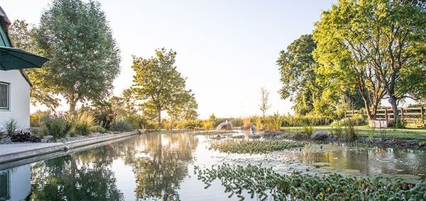 Schwimmteich Sanierung mit Biotop System Schwimmteich inmitten großer Baeume mit Biotop System nach einer Sanierung
