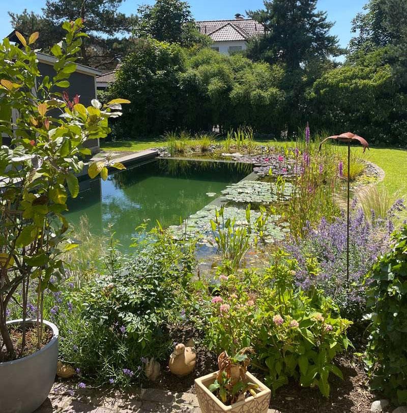 Schwimmteich im Hausgarten mit Pflanzen und Uferzone