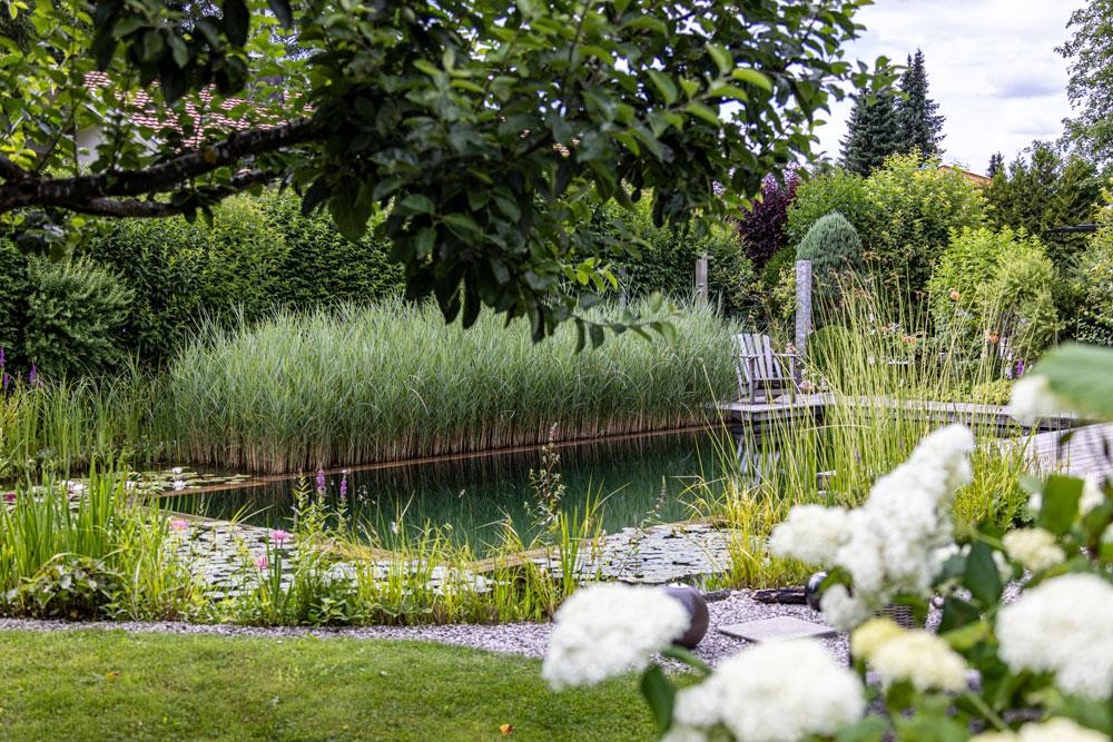 Naturnaher Schwimmteich mit Schilf  und reizendem Garten