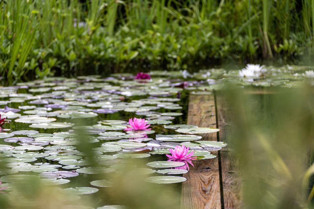Seerosen im Naturpool mit Holzrand und Wasserpflanzenzone